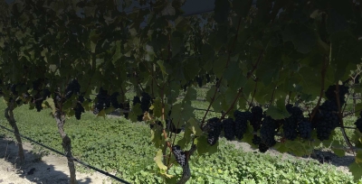Stag's Run Vineyard