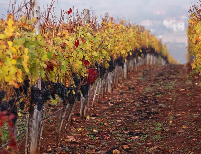 Dabovets Vineyard