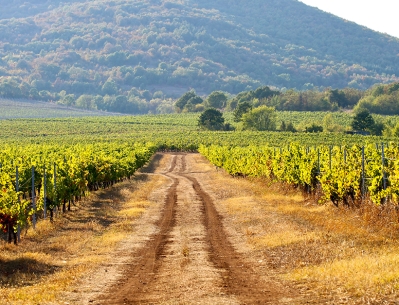 Karaliets Vineyard