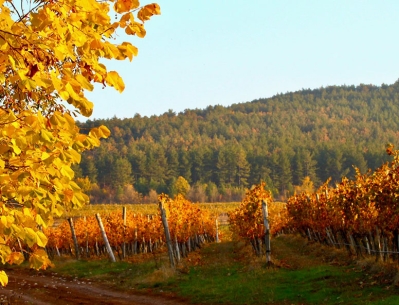 Prisovete Vineyard