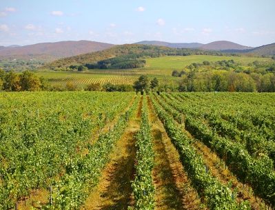 Shipkata Vineyard