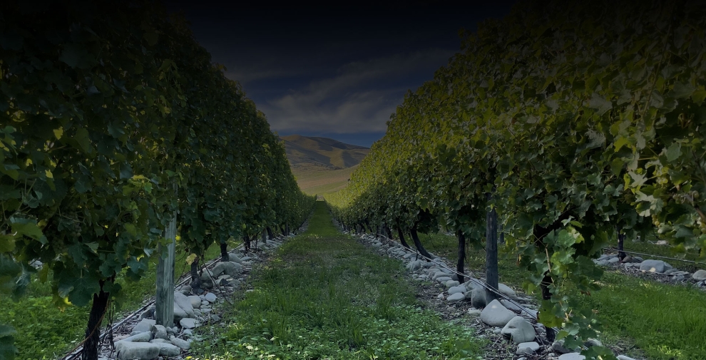 Craiglochart Vineyard