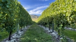 From Mogilovo to New Zealand