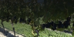 Stag's Run Vineyard