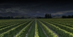 Marlborough, New Zealand
